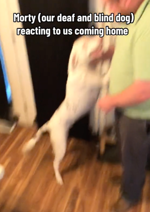 Image showcasing Energetic Deaf and Blind Dog's Heartwarming Greetings Capture Hearts